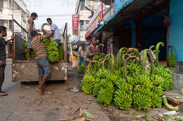 Banana bunches being loaded, banana trader, Pondicherry or Puducherry, Tamil Nadu, India, Asia