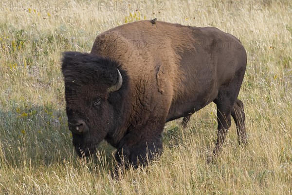 American bison, American buffalo (Bison bison) bull in summer, Waterton Lakes National Park, Alberta, Canada, North America
