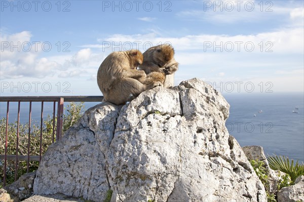 Barbary macaque apes, Gibraltar, British terroritory in southern Europe Barbary macaque apes, Macaca sylvanus, Gibraltar, British terroritory in southern Europe, Europe