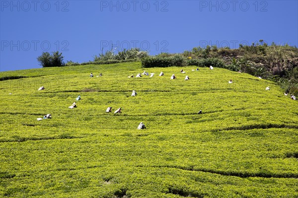 Female workers picking tea leaves on hillside, Nuwara Eliya, Central Province, Sri Lanka, Asia