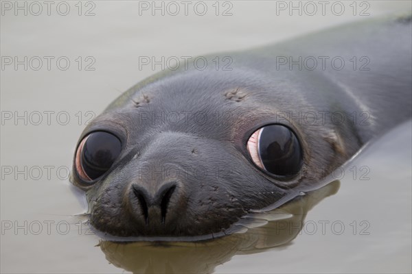 Hooded seal (Cystophora cristata), young female swimming, Germany, Europe