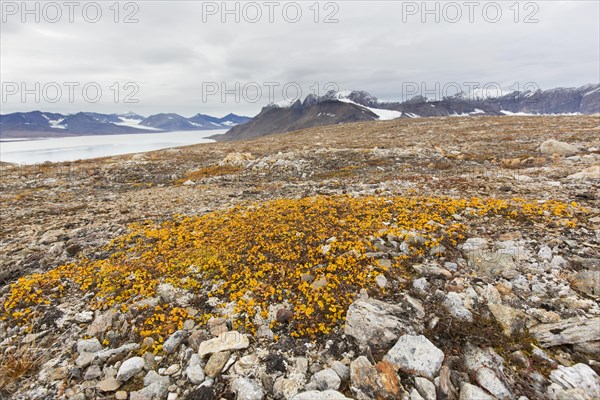 Dwarf willow, least willow, snowbed willow (Salix herbacea) species of tiny creeping willow showing autumn colours on the tundra, Svalbard, Norway, Europe