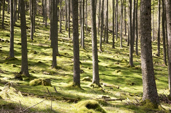 Woodland landscape tree trunks on the banks of Lake Buttermere, Cumbria, England, UK