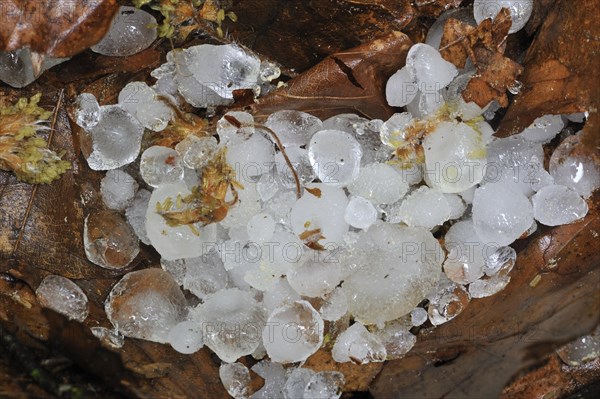 Hailstones on leaves on the forest floor after hailstorm