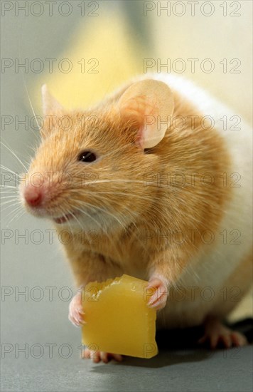 Golden hamster (Mesocricetus auratus) eating cheese