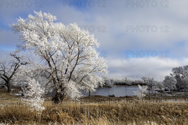 Kearney, Nebraska, Frost on trees along the Platte River on a January day