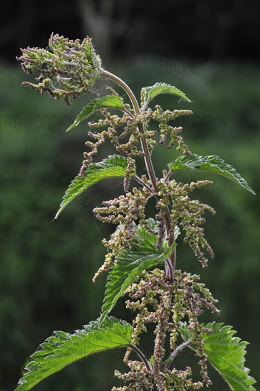 Stinging nettle, Common nettle (Urtica dioica), Belgium, Europe