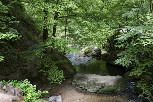 Brook in forest at Muellerthal also called Little Switzerland, Grand Duchy of Luxembourg