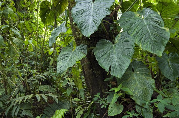 Cloud forest vegetation in Tapanti National Park, Orosi National Park, Costa Rica, Central America