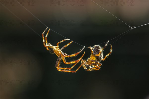 European garden spiders, diadem spider, cross spider, cross orbweaver (Araneus diadematus), courting male approaching female