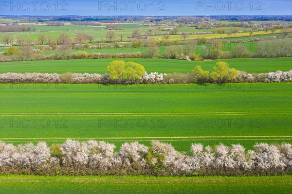 Aerial view over bocage landscape with fields and pastures shielded by blooming hedges and hedgerows in flower in spring, Schleswig-Holstein, Germany, Europe