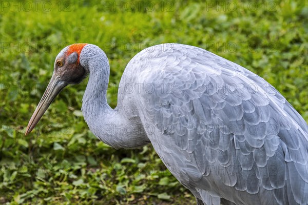 Brolga, native companion, Australian crane (Antigone rubicunda) native to Australia and New Guinea