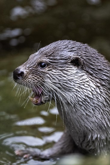 European otter Lutra lutra lutra