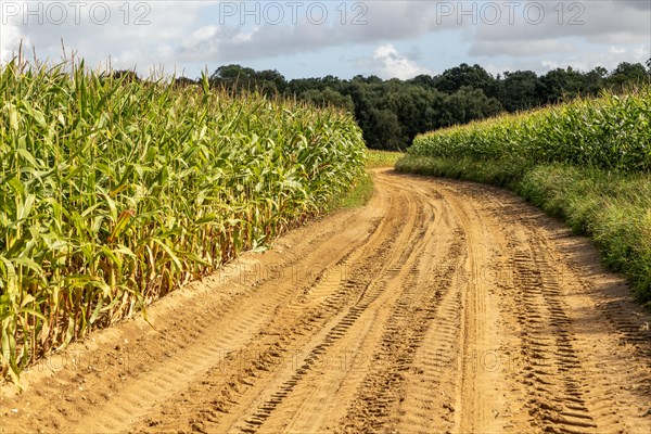 Sandy track in farmland through crop of sweetcorn maize Suffolk Sandlings, Sutton Heath, Suffolk, England, UK