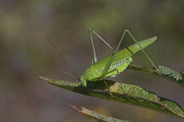 Sickle-bearing bush-cricket (Phaneroptera falcata) on leaf