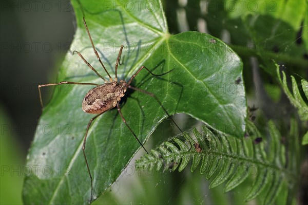 Spring harvestman, Pale-saddled harvestman (Platybunus triangularis, Rilaena triangularis, Opilio triangularis) on ivy leaf, Germany, Europe