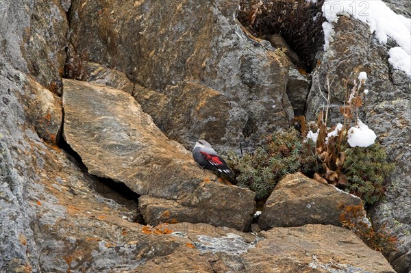 European wallcreeper (Tichodroma muraria) female in non-breeding plumage foraging for insects on mountain rock face in the Alps in autumn, Italy, Europe