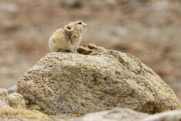 Ladak pika (Ochotona ladacensis), a small mammal, a lagomorph, living in the high mountain meadows, photographed sitting on a granite stone in the upper part of the Markha Valley, near Nyimaling. Zanskar Mountains, the Himalayas. District Leh, Union Territory of Ladakh, India, Asia