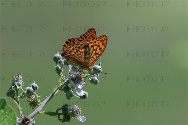 An Emperor Cloak, Argynnis paphia, silver stroke, butterfly sits on a plant and collects nectar, Stuttgart, Baden-Wuerttemberg, Germany, Europe