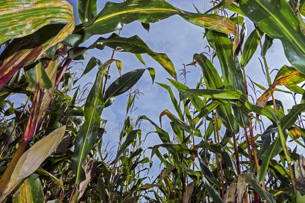 Worm's-eye view on maizefield, cornfield, field of maize