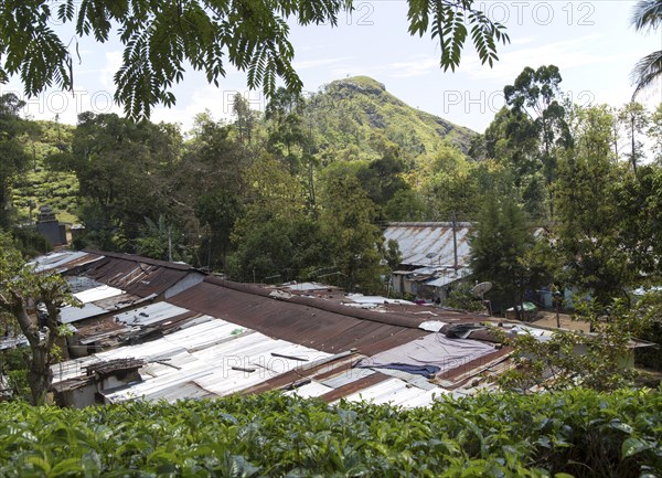 Tamil tea plantation worker housing, Ella, Badulla District, Uva Province, Sri Lanka, Asia vie to Little Adam's Peak, Asia