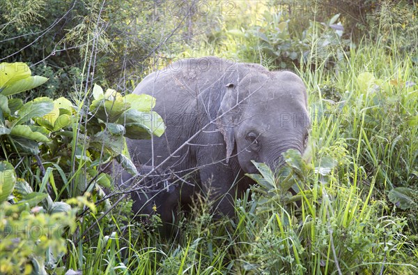 Wild elephants in Hurulu Eco Park biosphere reserve, Habarana, Anuradhapura District, Sri Lanka, Asia