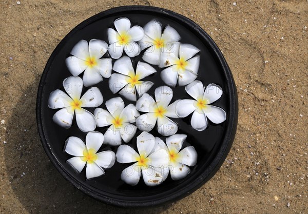 Bowl of floating frangipani flowers, Maalu Maalu Resort hotel beach, Pasikudah Bay, Eastern Province, Sri Lanka, Asia