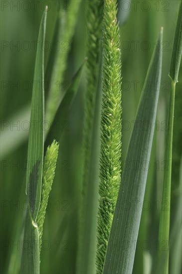 Purple-stem catstail, Boehmer's cats-tail (Phleum phleoides), native to Europe, North Africa and temperate Asia