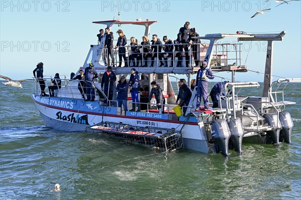 Tourists cage diving near Gaansbai, Western Cape Province, South Africa, Africa