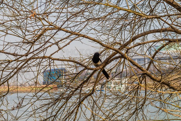 Closeup of a magpie sitting on tree branch with river and buildings in background