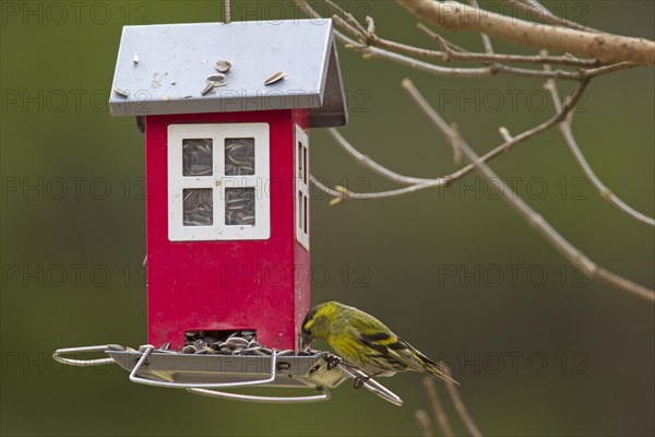 Eurasian siskin, European siskin, common siskin, (Spinus spinus) male eating sunflower seeds at bird feeder in garden in winter