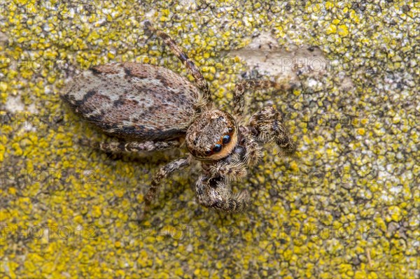 Fence post jumping spider (Marpissa muscosa)