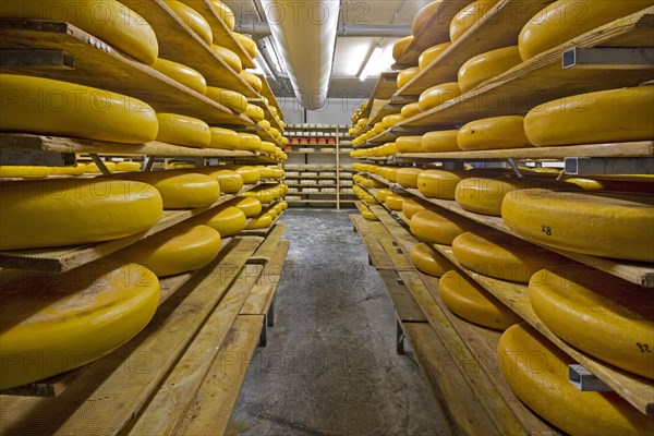 Regional artisan wheel cheeses aging on shelves in cheese dairy, Belgium, Europe