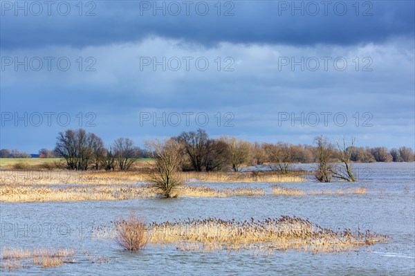 Flooded river bank, riverbank at the Lower Saxon Elbe Valley Biosphere Reserve in winter, Lower Saxony, Niedersachsen, Germany, Europe