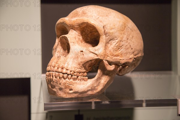 Skull of Homo Neanderthalensis, archaeology museum, Jerez de la Frontera, Cadiz Province, Spain, Europe