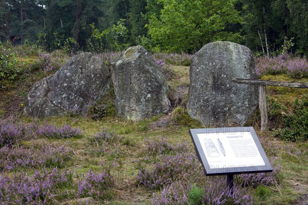 Passage grave at Oldendorfer Totenstatt, group of six burial mounds and megalith sites in Oldendorf near Amelinghausen, Lueneburg Heath, Lower Saxony, Germany, Europe