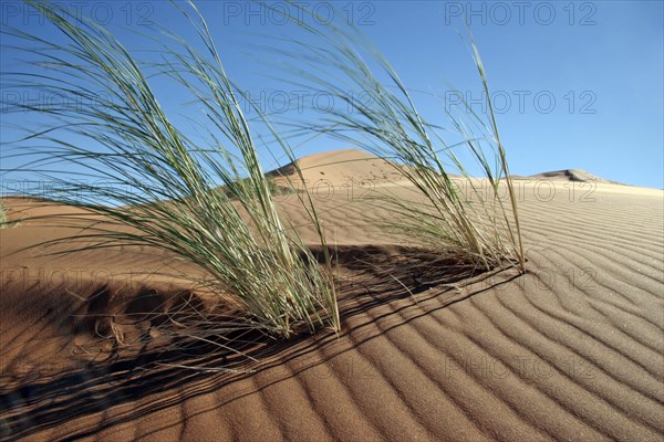 Dune bushman grass, dune reeds (Stipagrostis amabilis) on sand dune in the Namib desert, Namibia, South Africa, Africa