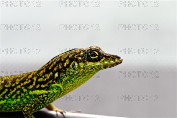 Close-up of a small reptile with detailed skin texture, Martinique, France, North America