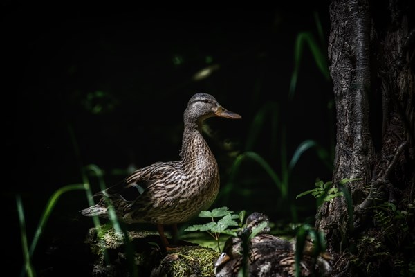 Mallard mother with her young resting in the shelter of the dark forest, Rems Valley, Stuttgart, Baden-Wuerttemberg, Germany, Europe
