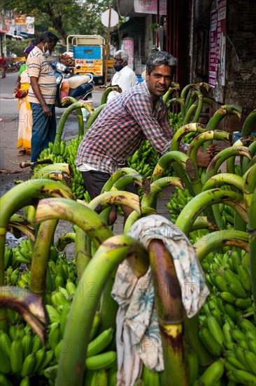 Banana bunches being loaded, banana trader, Pondicherry or Puducherry, Tamil Nadu, India, Asia