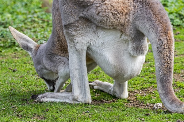 Close up of red kangaroo (Macropus rufus) female carrying joey in pouch, native to Australia