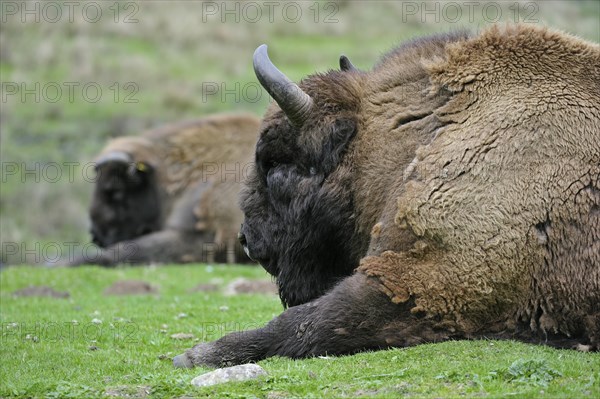 Wisent, European bisons (Bison bonasus) resting in grassland, Scotland Captive