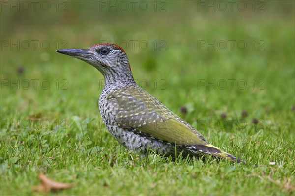 European green woodpecker (Picus viridis) juvenile foraging in grassland