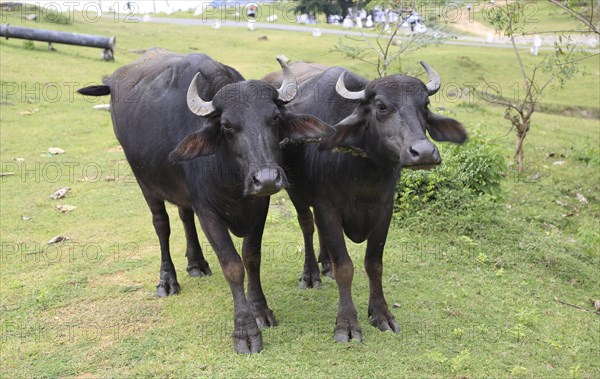 Two water buffalo yoked together, Polonnaruwa, North Central Province, Sri Lanka, Asia