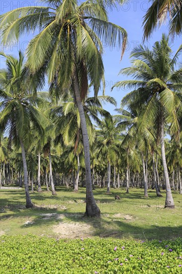 Coconut tree plantation, Pasikudah Bay, Eastern Province, Sri Lanka, Asia