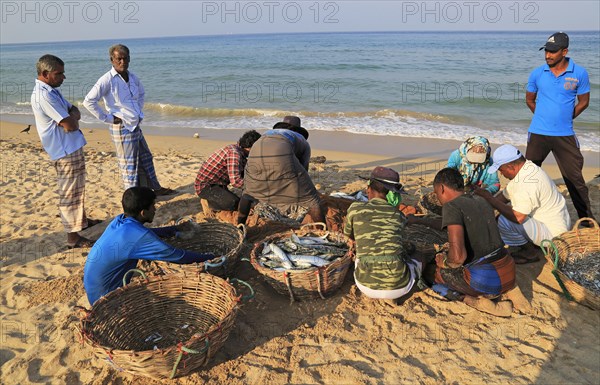 Sorting the cash on beach traditional seine fishing Nilavelli beach, near Trincomalee, Eastern province, Sri Lanka, Asia