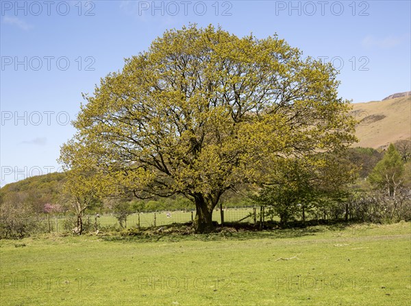 Oak tree in early summer, Buttermere, Lake District national park, Cumbria, England, UK