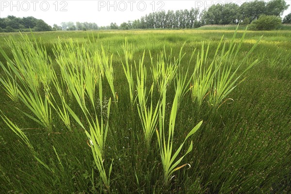 Greater bullrush, Reedmace (Typha latifolia)