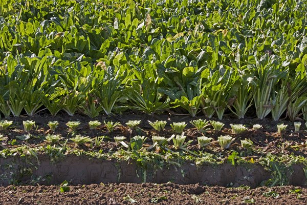 Field with cultivated chicory plants
