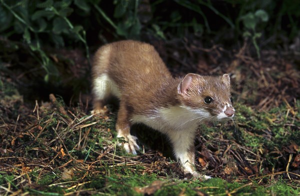 Stoat, ermine, short-tailed weasel (Mustela erminea) hunting in forest at night